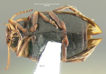 Media type: image;   Entomology 23916 Aspect: habitus ventral view